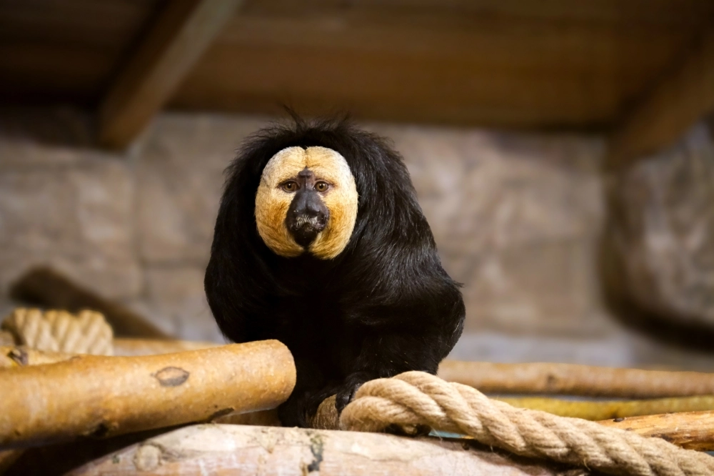 Eskişehir Hayvanat Bah&ccedil;esi&rsquo;ne 30 yeni t&uuml;r kazandırıldı