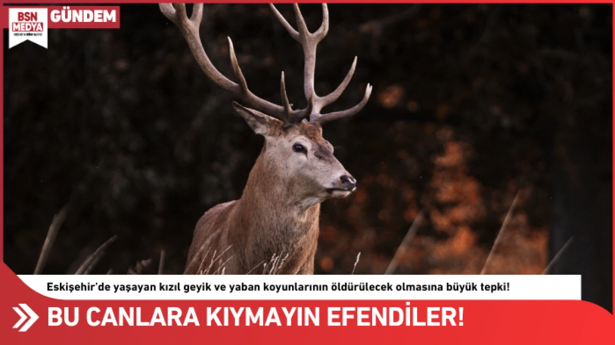 Bu canlara kıymayın efendiler!